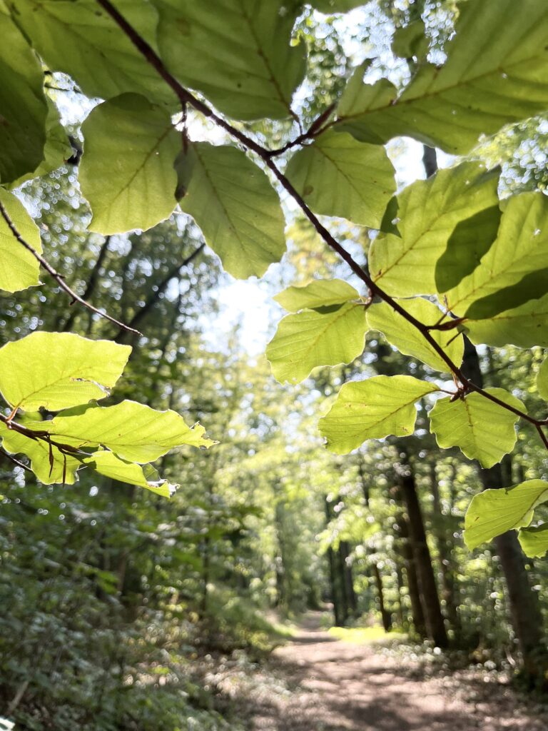 natur_direkt_vor_der_haustuer_tauberchalet