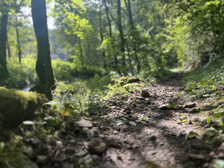 naturpfade_taubertal_waldbaden_barfuss_erdung_grounding_tauberchalet