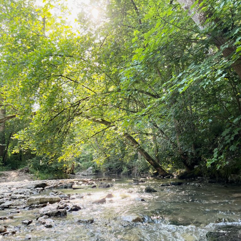 schandtauber_tauber_wald_natur_direkt_vor_tuer_tauberchalet