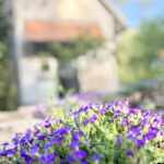 gartendesign_fachwerk_franken_stil_lila_kalkstein_rothenburg_ferienhaus
