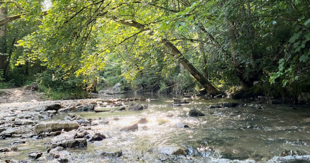 Glitzernde Schandtauber mit Wald und Steinen