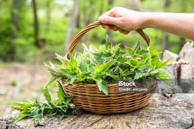 istockphoto-1299544178-1024x1024