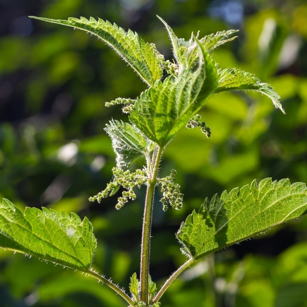 brennnessel_wildkraueuter_detox_wellness_luxus_frauen_auszeit_deutschland_retreat_tauberchalet
